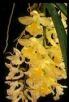 Rodriguezia claudiae Chiron