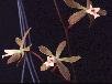 Encyclia ayuantepuensis