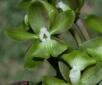 Epidendrum josianae M. Frey & V.P. Castro