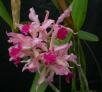 Hadrocattleya xcalimaniana V.P. Castro & K.G. Lacerda