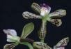 Prosthechea regenti V.P. Castro & Chiron