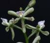 Prosthechea vespa subsp. duartiana Chiron & V.P. Castro