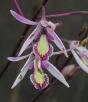 Pseudolaelia xperimii M. Frey
