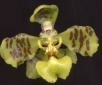 Baptistonia cornigera (Lindley) Chiron & V.P. Castro