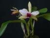 Hadrolaelia xcalimaniorum K.G. Lacerda & V.P. Castro