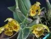 Baptistonia uhlii Chiron & V.P. Castro