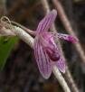 Myoxanthus conceicionensis M. Frey & N. Sanson