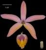 Hoffmannseggella xitabiritensis K.G. Lacerda