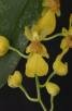 Menezesiella loefgrenii (Cogniaux) V.P. Castro & Chiron