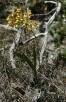 Oncidium adamantinum Mar�al & Catharino