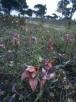 Serapias neglecta de Notaris