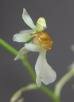 Menezesiella salesopolitana V.P. Castro & Chiron