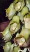Catasetum dejeaniorum Chiron