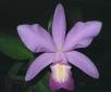 Cattleya x labendziana Menezes & Braem