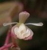 Epidendrum calimanianum V.P. Castro