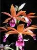 Phaius tankervilleae (Banks ex L'H�ritier) Blume