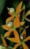 Prosthechea ebanii Chiron & V.P. Castro
