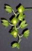 Catasetum catarinense G.F. Carr & V.P. Castro
