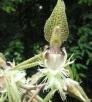 Catasetum xlucasianum L.C. Menezes & V.P. Castro