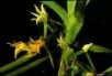 Cyrtorchis belloneorum Chiron