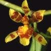 Oncidium crassopterum Chiron