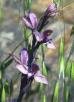 Limodorum abortivum (L.) Swartz