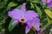 Hadrocattleya�ericoi V.P. Castro