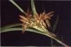 Maxillaria ferruginea E.A. Christenson
