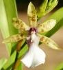 Miltonia altairiana Chiron & V.P. Castro