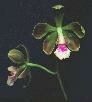 Encyclia paraensis V.P. Castro & Cardoso