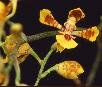 Oncidium gutfreundianum Chiron & V.P.Castro