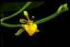 Oncidium dodianum J. Ackerman & Chiron