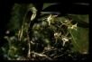 Cyrtorchis helicocalcar R. Bellone