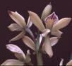 Prosthechea silvana Catharino & V.P. Castro