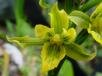 Gavilea kingii (Hook. f.) Correa