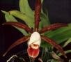 Schluckebieria araguaiensis (Pabst) Braem