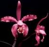 Cattleya xvarelae V.P. Castro & Catharino