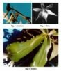 Aerangis Xchirioana Bellone & Chiron