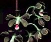 Encyclia chironii V.P. Castro & J.B. Silva