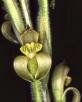 Sarcoglottis turkeliae E.A. Christenson