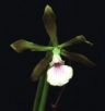 Encyclia Xalcardoi V.P. Castro & Chiron