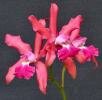 Cattleya xzayrae V.P. Castro & E.L.M. Catharino