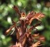 Pelexia huntii E.A. Christenson