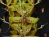 Cycnoches cooperi var. villenae