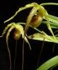 Phragmipedium exstaminodium Castano, Hagsater & Aguirre