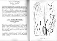 Scan du livre des orchid�es de Guyane