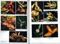 Scan du livre des orchid�es de Guyane