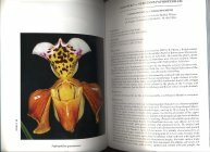 Scan du livre consacr� aux Paphiopedilum
