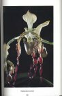 Scan du livre consacr� aux Paphiopedilum